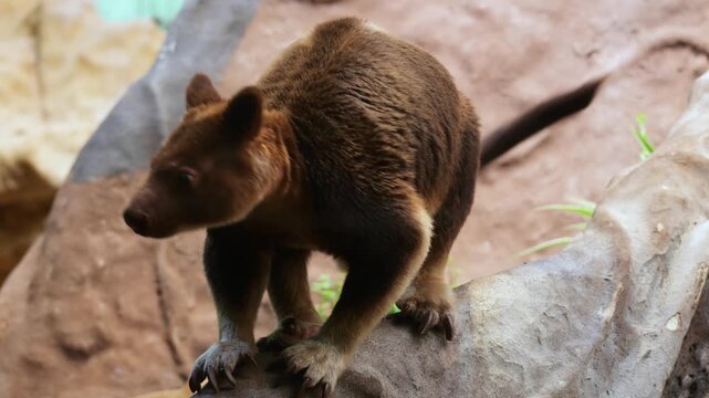 Tree kangaroo carefully climbing down a large tree trunk while looking around in a tropical zoo environment.