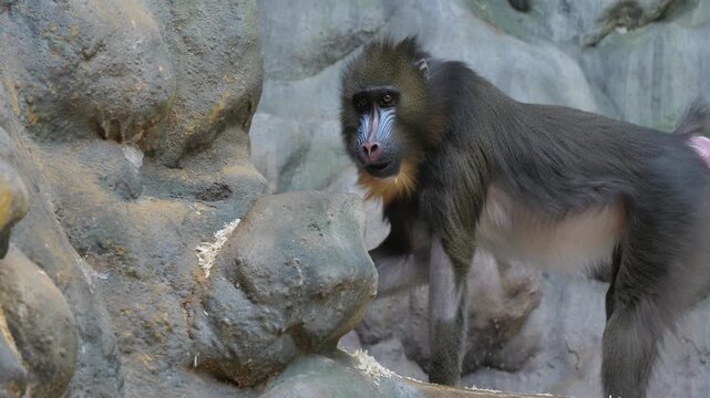 Mandrill standing on rocky terrain while eating food and wiping the ground with its hand in a naturalistic zoo habitat.