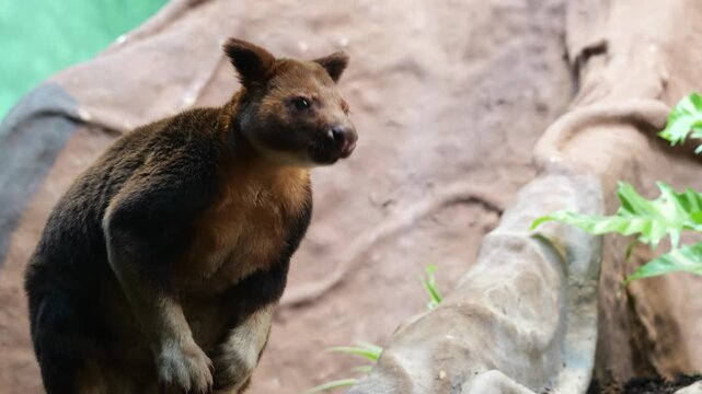 Curious tree kangaroo standing upright on two legs while observing its surroundings.