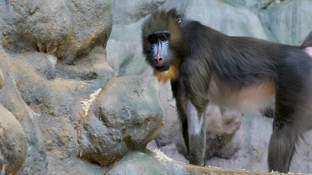 Mandrill eating food while standing on rocky terrain in a natural outdoor enclosure.