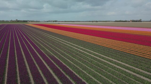 A vast, linear tulip field with neat, diagonal bands of purple, orange, red, and pink flowers that extend to a flat horizon under a cloudy polder sky.