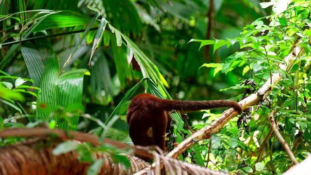 Wild capuchin monkey on tree branch in lush green tropical jungle of Tayrona National Park, Colombia. close-up