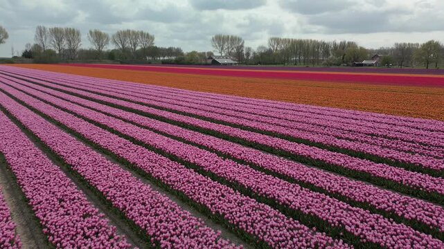 Vast flower field with neat, diagonal bands of pink, orange, and purple flowers that extend to a row of trees with farmhouses under a cloudy sky.
