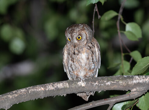 Eurasian scops owl sitting on a branch at night, Otus scops bird