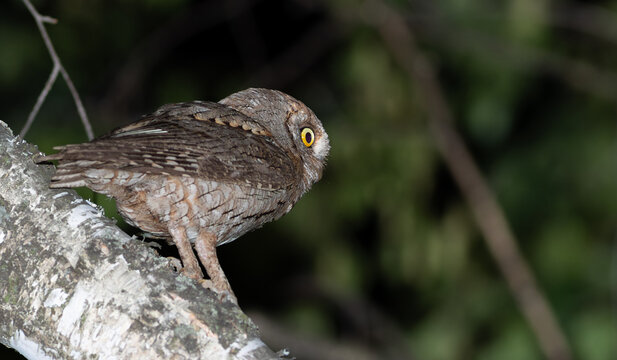 Eurasian scops owl hunting posture on a birch tree, Otus scops at night