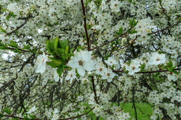 Fototapeta premium White blooming fruit tree branch in spring garden. Beautiful cherry plum blossom with green leaves on blurred natural background