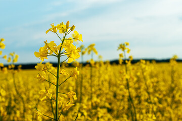 Obraz premium Rapeseed flower blooming in the agricultural field against blue sky. Blooming mustard plantation for eco friendly bio fuel production and agriculture concept