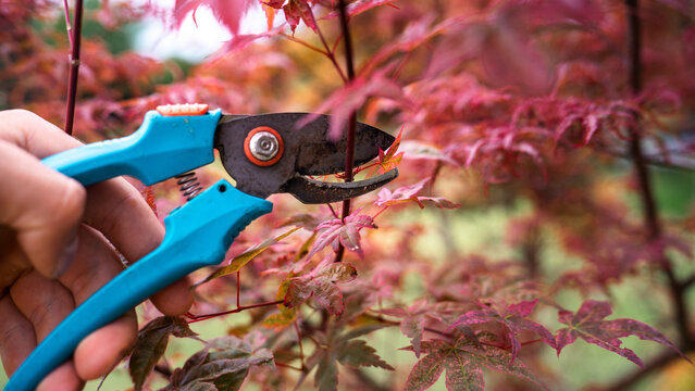 Pruning a red Japanese maple tree branch with blue garden pruner shears in autumn close up