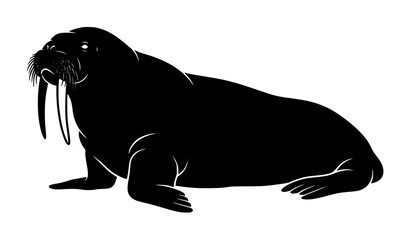 Walrus silhouette vector illustration with tusks and whiskers isolated on white © Md