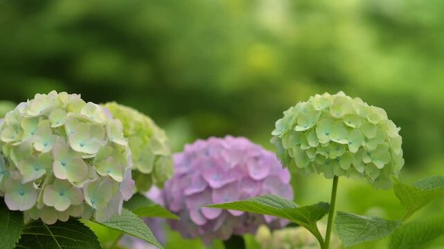 Beautiful Purple and Green Hydrangea Flowers Swaying Gently in Light Breeze, Soft Focused Nature Background, Full HD Cinematic Video Material