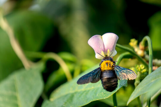 Close up of a large carpenter bee pollinating a purple flower in the garden.