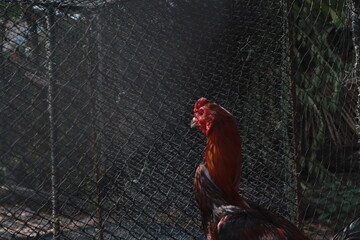 Thailand's fighting cock © sutthinee
