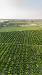 Aerial view showing orange tree plantation cultivating citrus in Spain
