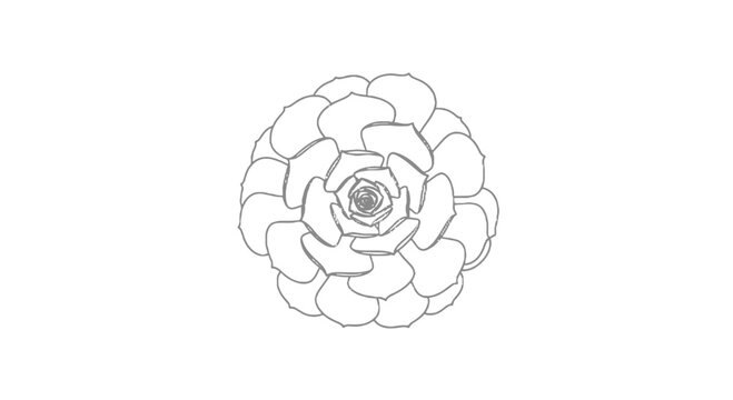 Floral rosette line drawing on black background