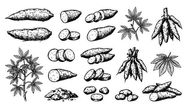 Hand Drawn Cassava Root Vector Sketch Set Fresh Tropical Plantation Harvest Isolated on White Background