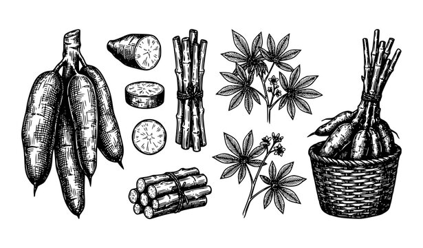 Vintage Cassava Botanical Sketch Collection Tropical Root Crop Vector Illustration Isolated