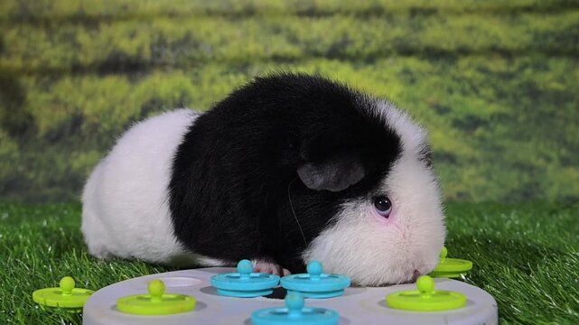 meerschweinchen tier natur nager fressen spiel