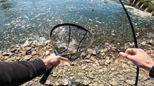 POV angler sitting on rocky riverbank holding landing net with freshly caught European chub [Squalius cephalus] by river weir