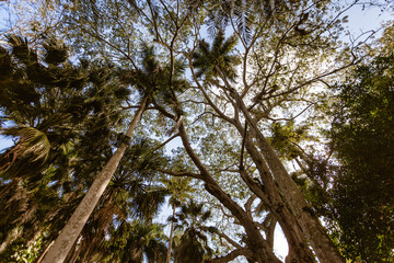 Fototapeta premium Tropical trees reaching for the sky in chichen itza, mexico