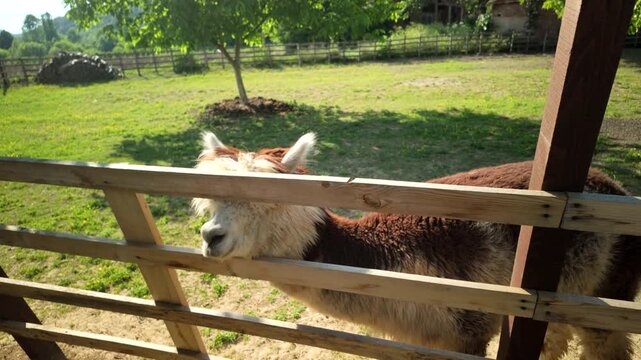 Serbia Valjevo 26.05.2026 Alpacas Behind Fence Sunny Pasture Animals
