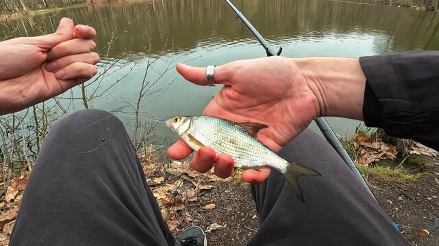 POV Close-up of Angler's Hand Holding Small Catch Common Bream