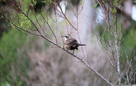 Wild White-browed Babbler (Pomatostomus superciliosus) perched in wattle, South Australia