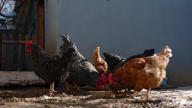 Colorful chickens feeding together in a backyard under bright natural sunlight. Rural farm scene with rustic fence, outdoor poultry life, earthy ground, natural setting, and calm animal behavior.