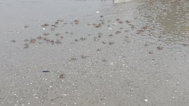 Sand bubbler crab beach