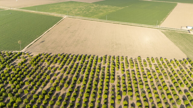 Aerial view of neat rows of citrus trees in an orchard beside flat agricultural fields under bright sunlight Coria del Rio, Andalusia, Spain.
