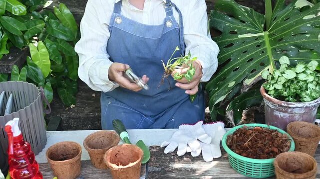 Gardener gardening hobbies lifestyle planting trees seedling repotting potting soil gloves watering spray tools nurturing new growth backyard potting area preparing pots and soil on wooden table