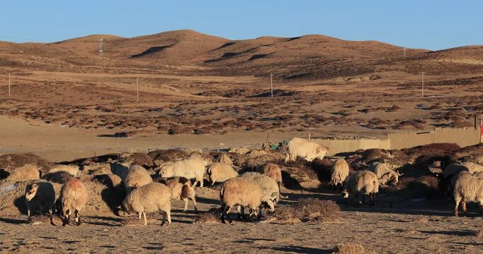 Sheep pasture in Tibet China
