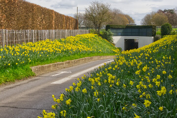 Obraz premium Daffodils by roadside leading to tunnel in Sussex, England