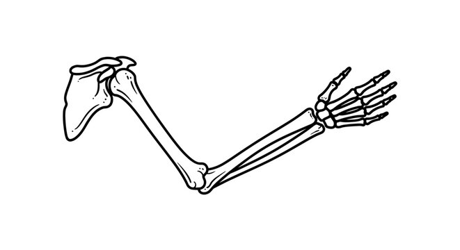 Human arm bones anatomy illustration.