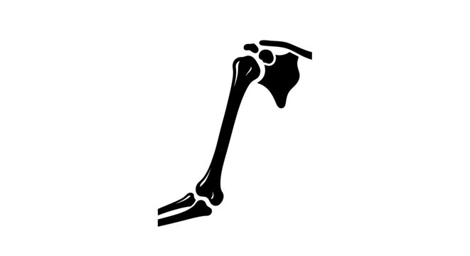 Human skeleton arm bone structure.