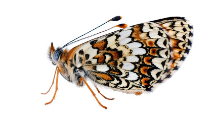 Orange and white butterfly with black markings on wings © Sarah