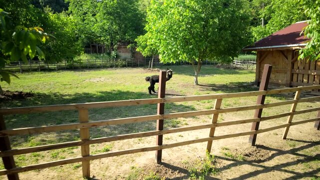 Serbia Valjevo 26.05.2026 Black Alpaca Sunny Farm Enclosure Small
