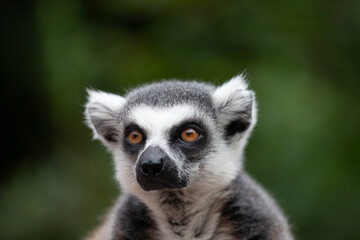 Obraz premium A portrait of a lemur against a green background, close‑up
