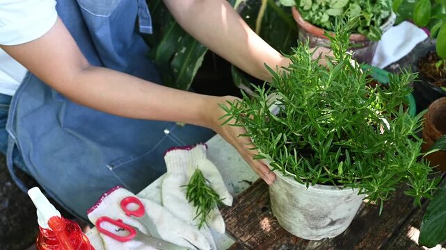 Potted herb gardening woman gardening lifestyle planting hobbies pruning rosemary plant potted plant gardening gloves potted rosemary plant hobbies lifestyle planting trees gardener arranging herbs