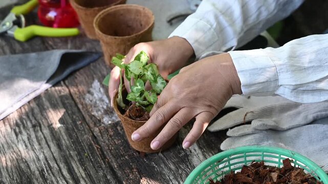 Person planting seedlings lifestyle hobbies gardening pot soil hands transplanting trees nurturing small plant biodegradable pot outdoors with simple tools creating calm joyful outdoor activity