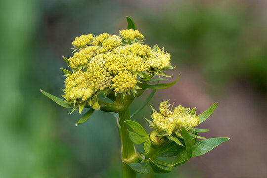 Close-up of fresh Lovage (Levisticum officinale) flower buds before blooming 