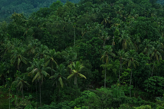 Beautiful skyline view of Kerala