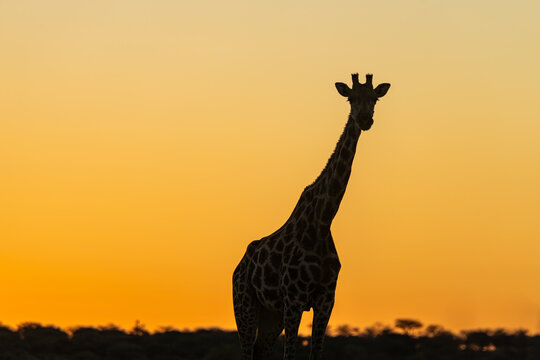Giraffe in sunset, Namibia