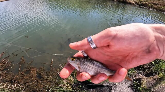 POV Fisherman Hands Unhooking Small Common Roach (Rutilus rutilus) Catch by the Lake Shore, Sport Fishing and Outdoor Recreation
