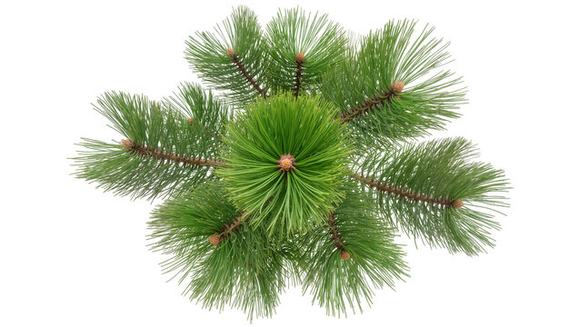Pine tree branches with needles and small cones