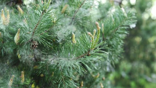 Pine tree blossom close-up, pollen, allergy. Pollen and poplar fluff blowing in the wind in a pine forest, close-up, seasonal diseases, allergic rhinitis