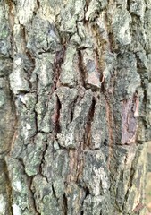 Fototapeta premium bark of a tree