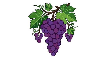 Fototapeta premium Hand drawn vector illustration of a bunch of ripe purple grapes on a vine with green leaves