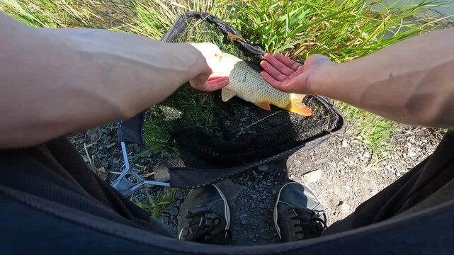 Fisherman proudly holding a caught Common Carp (Cyprinus carpio) in his hands by the lake before catch and release. Sport fishing success.