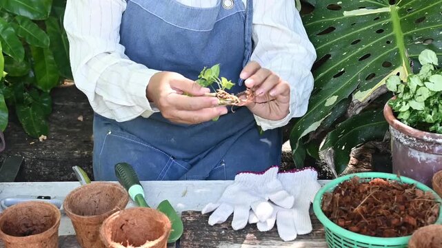 Gardening hobby lifestyle planting tree gardener potting cutting propagation seedling person holding small plant pruning roots preparing seedling for transplanting home garden with gloves soil tools
