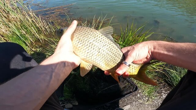 Close up POV of an angler handling a freshly caught Common Carp (Cyprinus carpio) in a landing net by the water. Catch and release fishing.